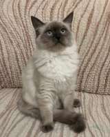 Котята Невской маскарадной кошки из питомника