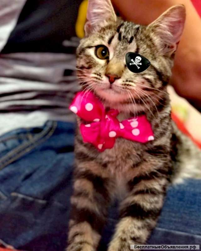 Котенок Варя особенная девочка и очень хочет домой