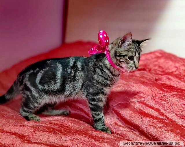 Котенок Варя особенная девочка и очень хочет домой