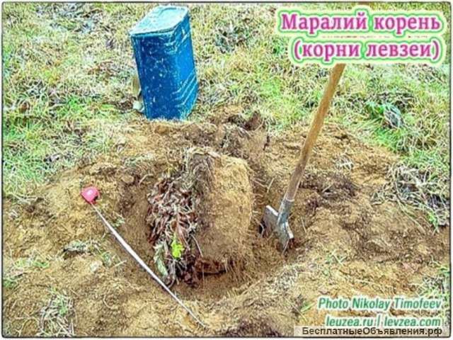 Маралий корень, корни левзеи от производителя КХ Био