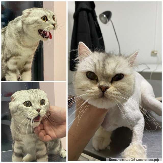 Профессиональные услуги собак и кошек