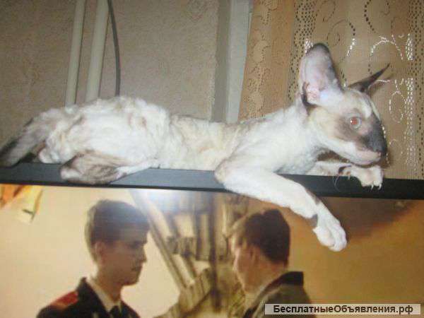 Кудрявые котята корниш-рекс
