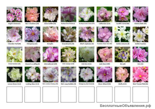 Фиалки (листики, детки, стартеры)