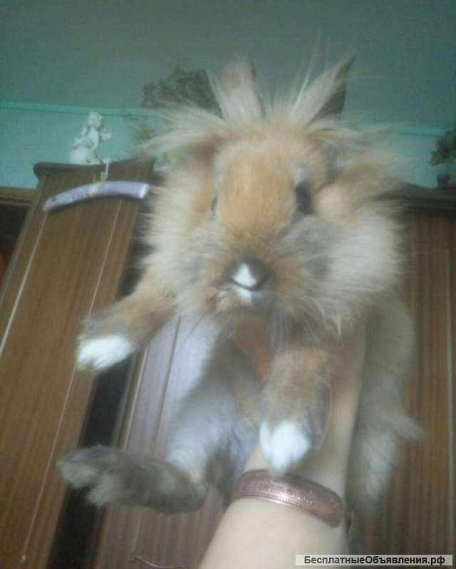 Кролик Белый аренда на НГ