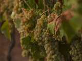 Винзавод с виноградниками в Испании