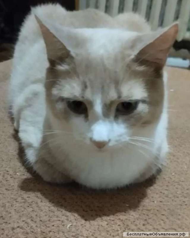 Отдам кота в хорошие руки