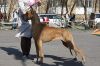 Щенки немецкого дога
