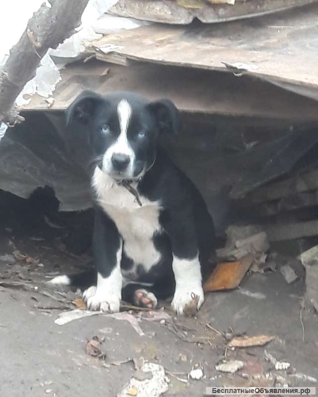 Отдам щенка в добрые руки