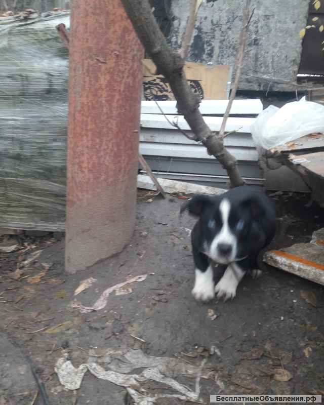 Отдам щенка в добрые руки