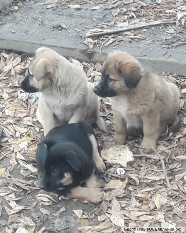 Отдам щенков в добрые руки