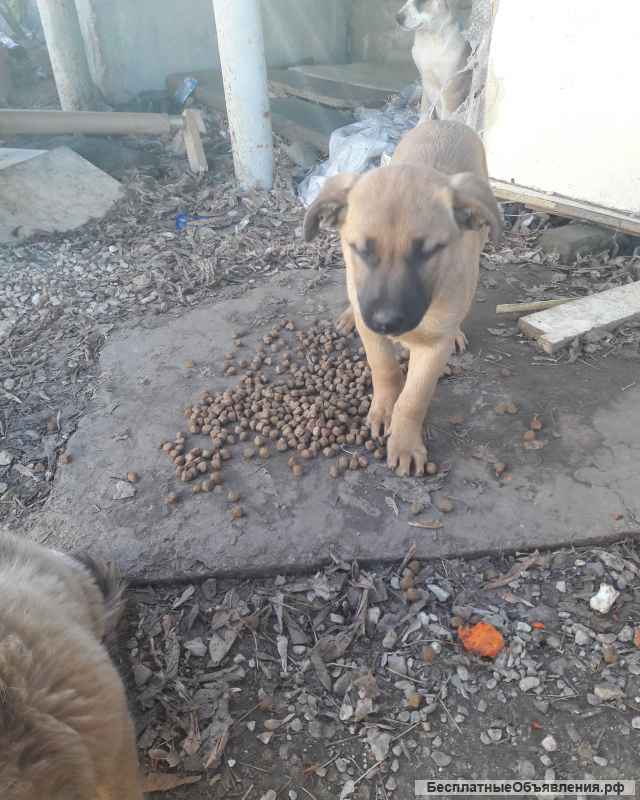 Отдам щенков в добрые руки