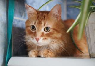 Огненно-рыжий красавец кот Филимон в добрые руки
