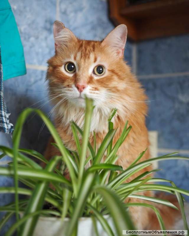 Огненно-рыжий красавец кот Филимон в добрые руки