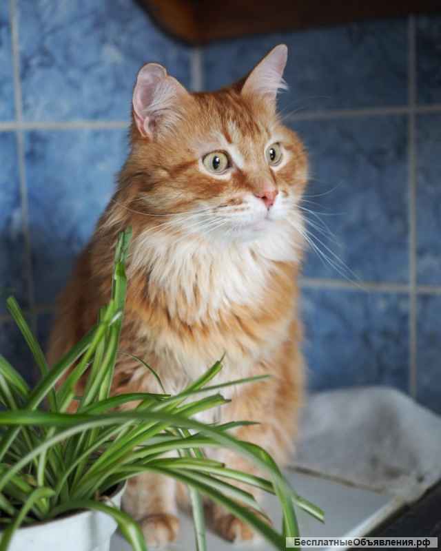 Огненно-рыжий красавец кот Филимон в добрые руки