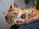 Огненно-рыжий красавец кот Филимон в добрые руки