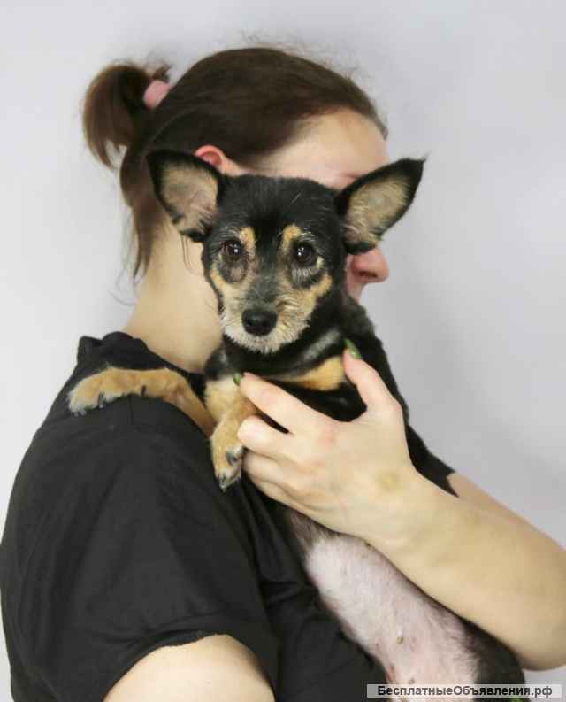 Маленькая собачка Тори в добрые руки
