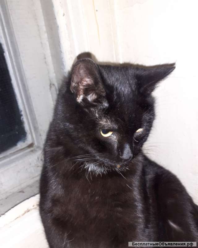 Котик в добрые руки