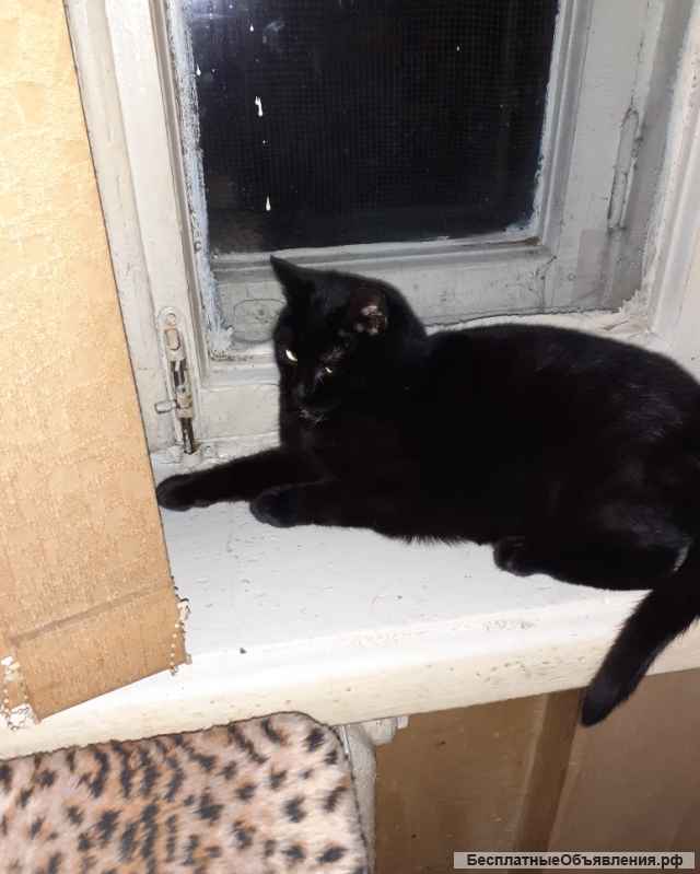 Котик в добрые руки