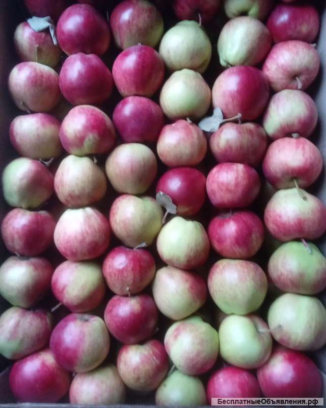Яблоки от производителя