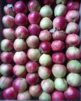 Яблоки от производителя