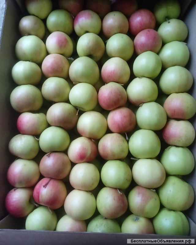 Яблоки от производителя