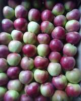 Яблоки от производителя