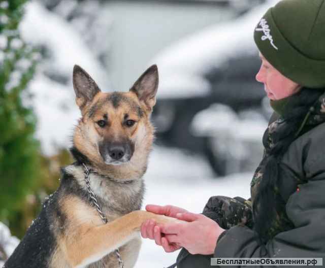 Прекрасная собака Ясна, 2 года, в добрые руки