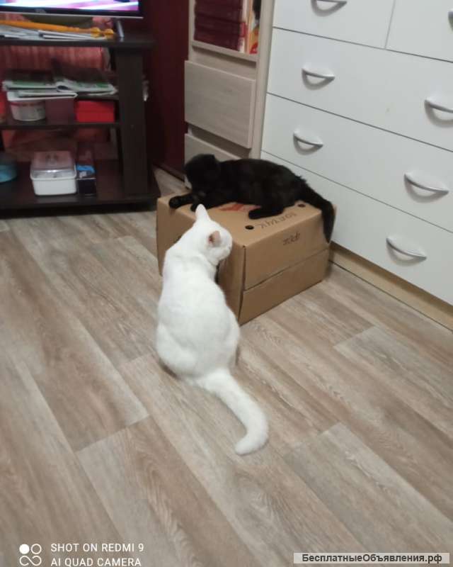 Домашняя гостиница для вашего любимчика