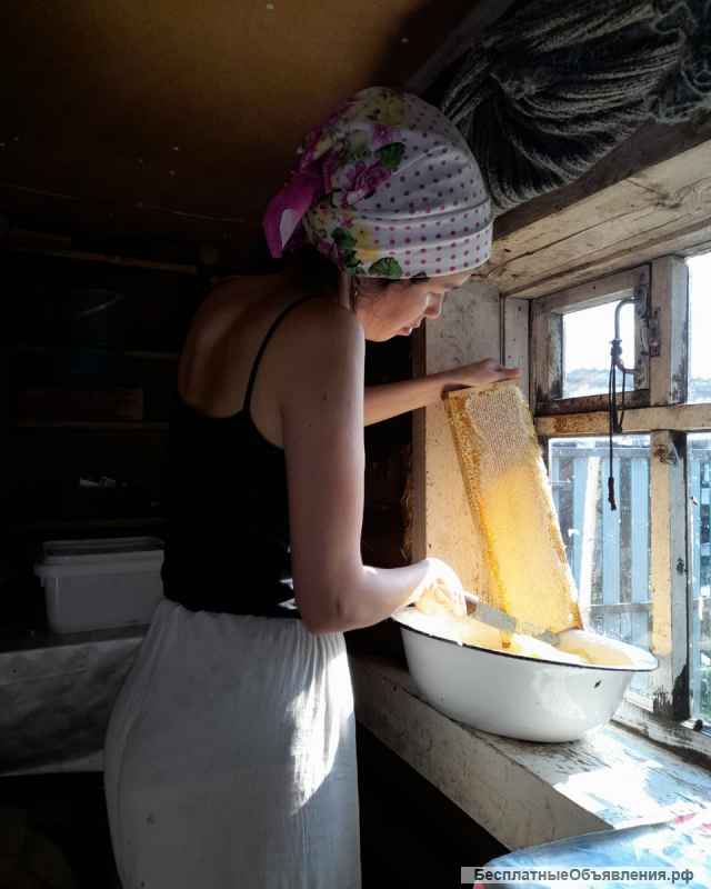 Мёд башкирский с липы