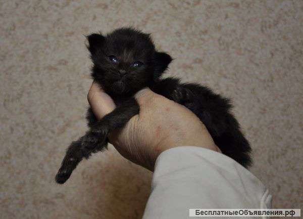 Резервирование котят мейн-кун из питомника