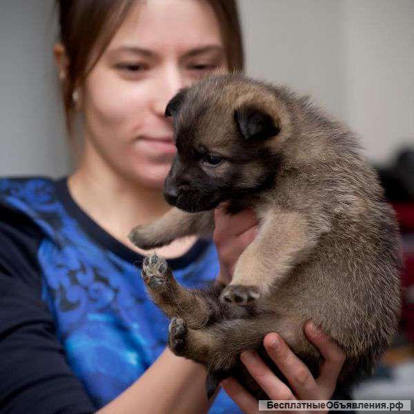 Щенок 2 месяца в добрые руки