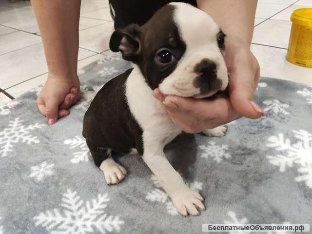 Бостон-терьер, щенки