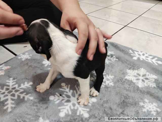 Бостон-терьер, щенки