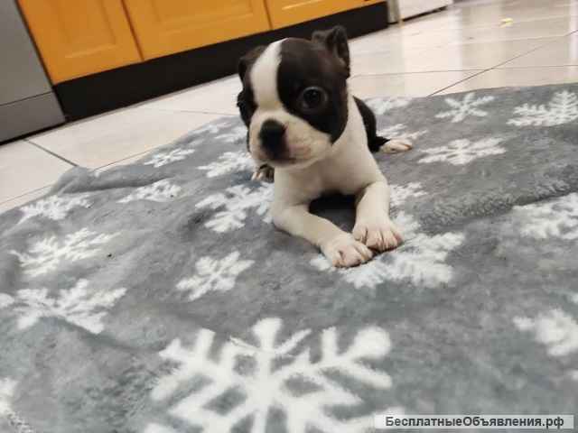 Бостон-терьер, щенки