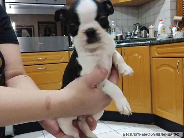 Бостон-терьер, щенки