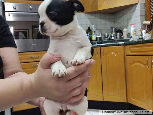 Бостон-терьер, щенки