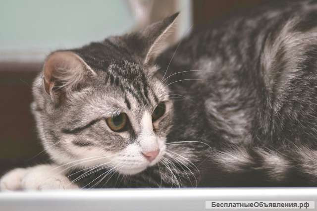 Очень красивая кошка-подросток Мия в добрые руки