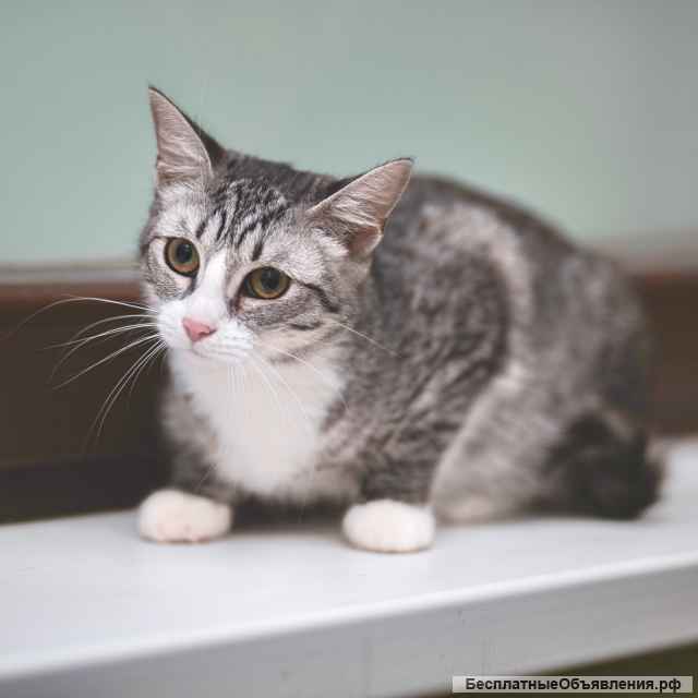 Очень красивая кошка-подросток Мия в добрые руки