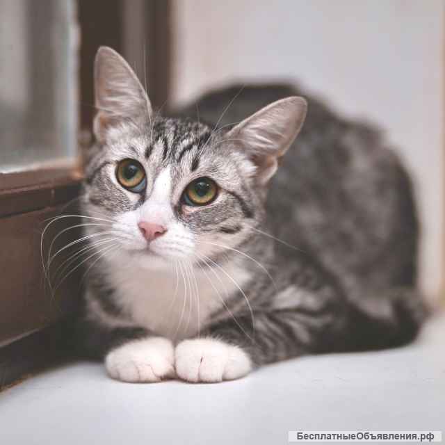 Очень красивая кошка-подросток Мия в добрые руки