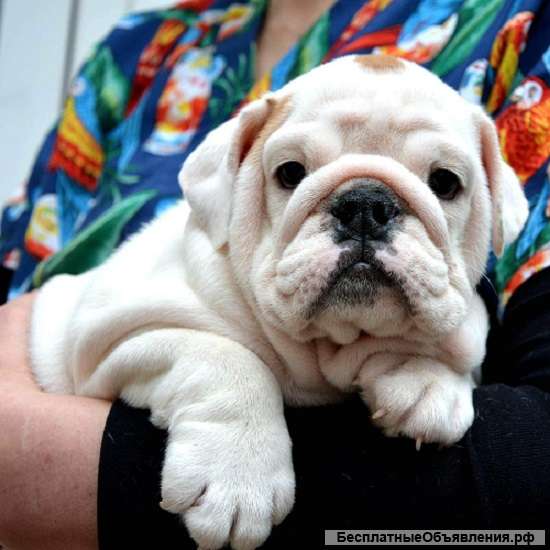 Английский бульдог - хорошая анатомия