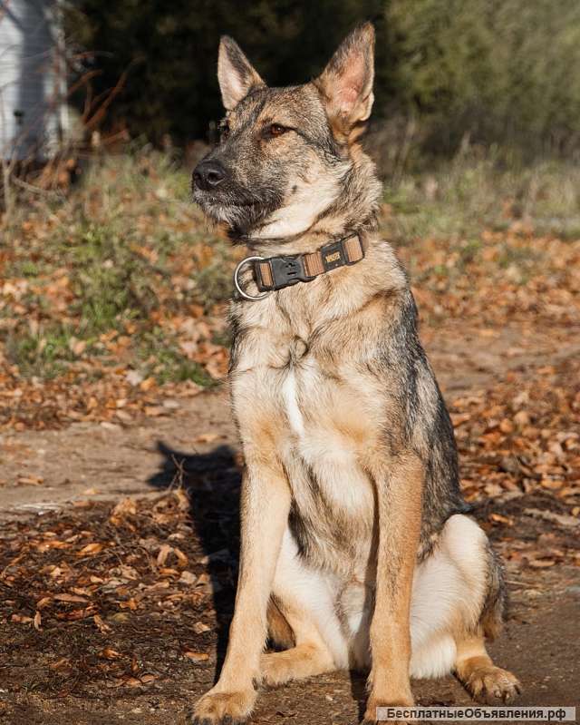 Трогательный пёс Рэм в добрые руки