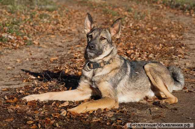 Трогательный пёс Рэм в добрые руки