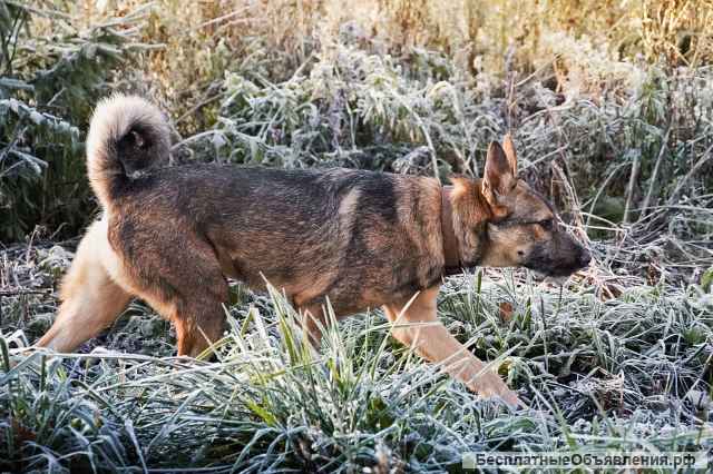 Трогательный пёс Рэм в добрые руки