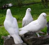 Белые голуби в казани на любые мероприятия