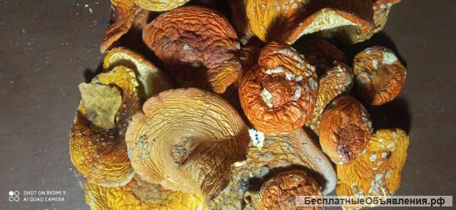 Красный мухомор сушеные шляпки