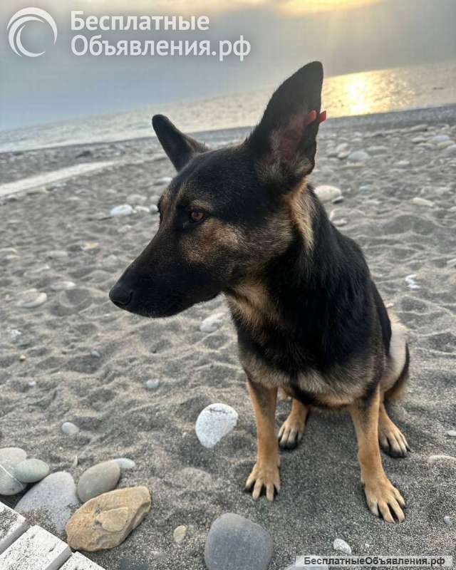 Молодая овчарка Вита в добрые руки