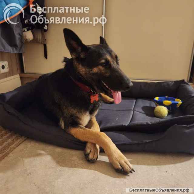 Молодая овчарка Вита в добрые руки