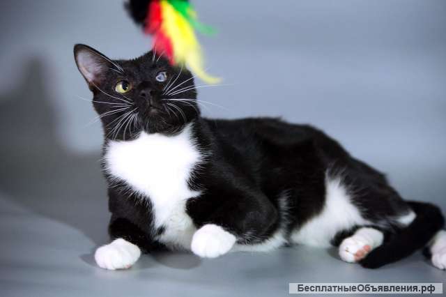 Истинный джентльмен кот Флинт в добрые руки