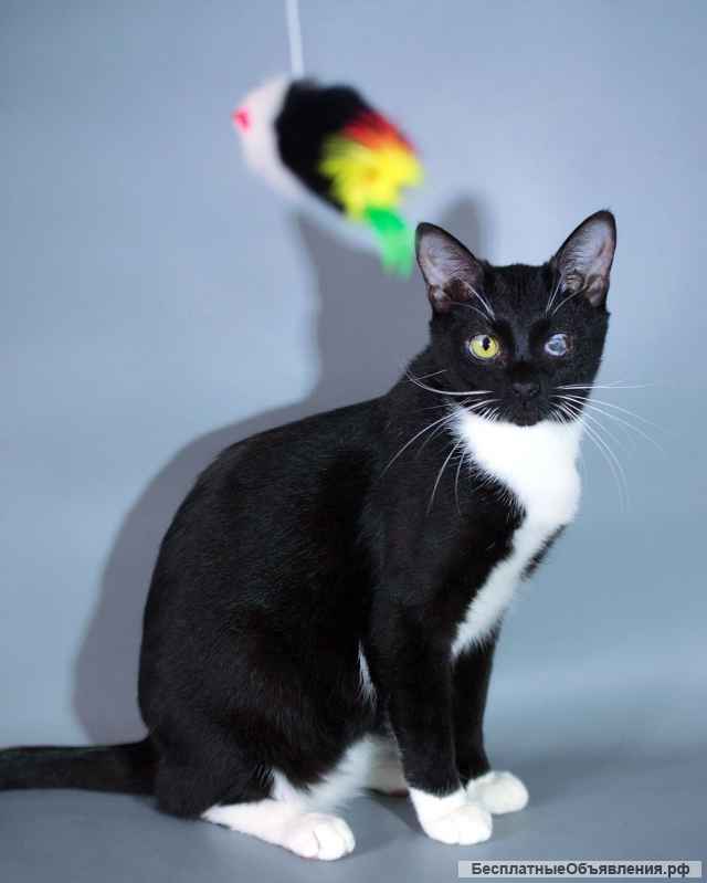 Истинный джентльмен кот Флинт в добрые руки