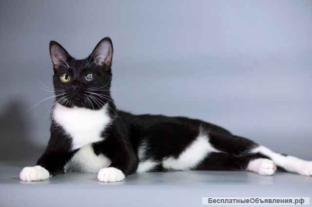 Истинный джентльмен кот Флинт в добрые руки